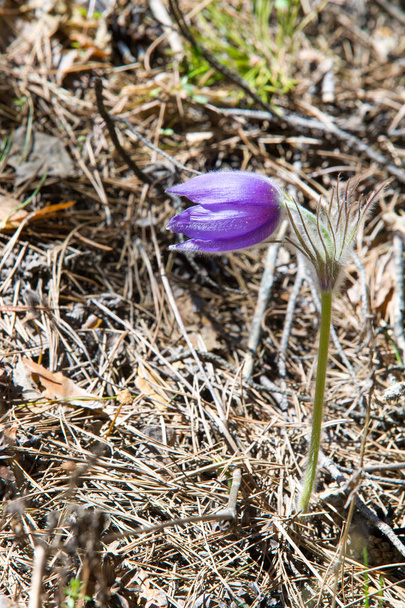 Spring landscape. Flowers growing in the wild. Spring flower Pulsatilla. Common names include pasque flower or pasqueflower, wind flower, prairie crocus, Easter flower, and meadow anemone.  - Photo, Image