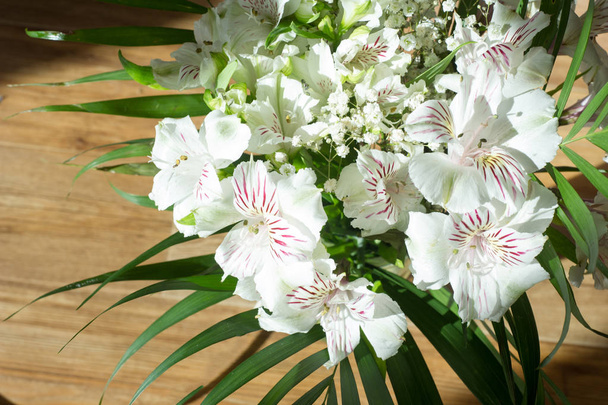 Alstremeria, powszechnie nazywane peruwiański lily lub lilia Inków, – rodzaj roślin z rodziny Krasnolicowate. - Zdjęcie, obraz