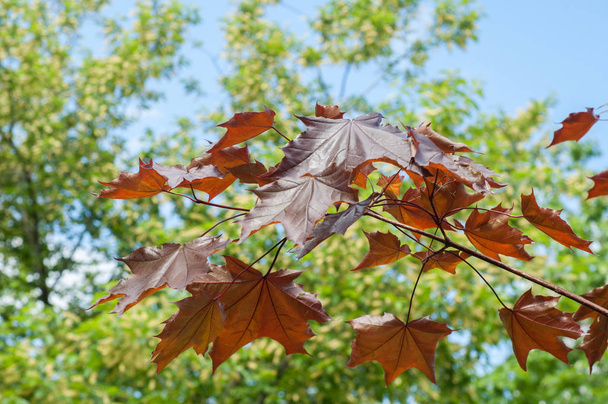 Літній пейзаж. Клен з червоними листами. Листя клена Кореї, Acer palmatum Atropurpureum. Темно червоний персика Азер, - Фото, зображення