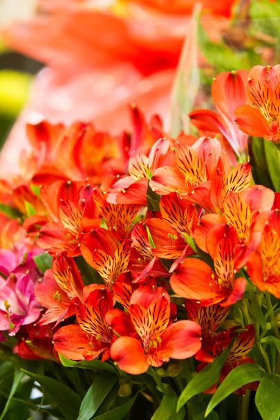 Alstroemeria, yleisesti kutsutaan Perun lilja tai lilja inkat, on suvun kukkivat kasvit perheen Alstroemeriaceae
. - Valokuva, kuva