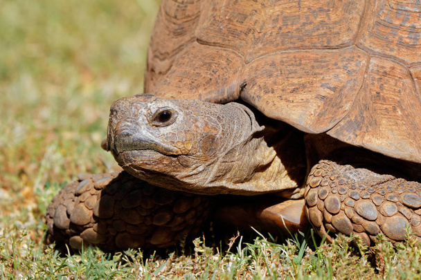 Close-up of a leopard tortoise (Stigmochelys pardalis) peeking from its shell, South Africa - Фото, изображение