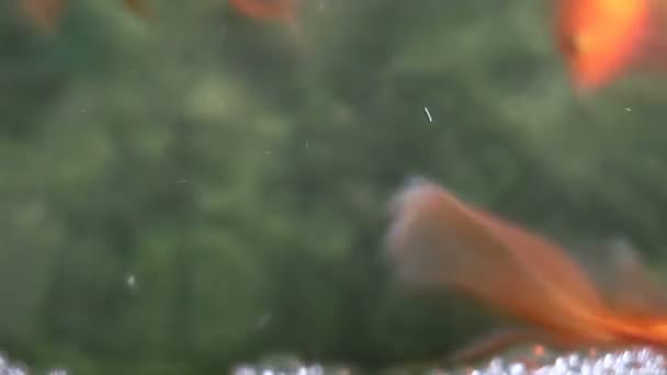 Puha koncentrált szép és aranyos aranyhal úszás - Felvétel, videó