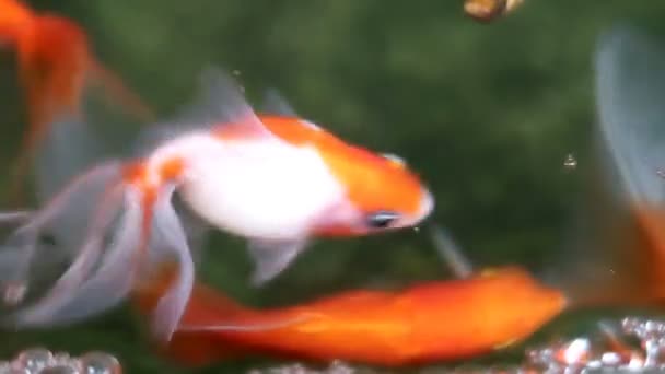 Soft focused beautiful and cute goldfishes swim - Footage, Video