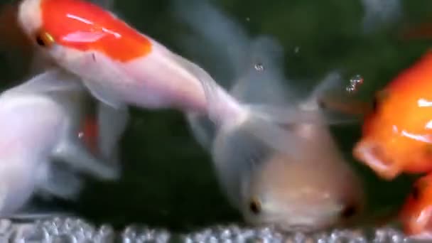 Soft focused beautiful and cute goldfish swim
 - Кадры, видео