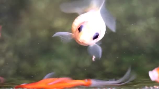 weiche fokussierte schöne und niedliche Goldfische schwimmen - Filmmaterial, Video