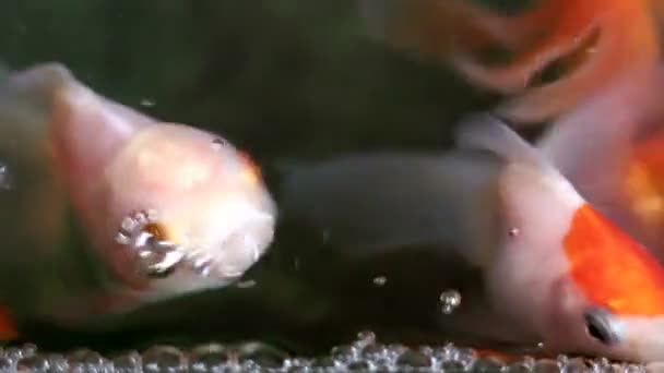 Měkký cílené krásné a roztomilé goldfishes plavat - Záběry, video
