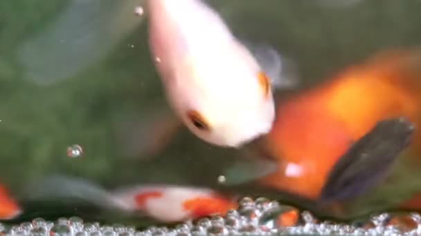 ソフト フォーカス美しくてかわいい金魚が泳ぐ - 映像、動画