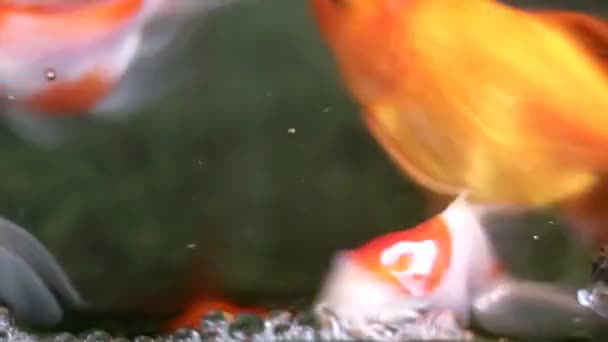 Soft focused beautiful and cute goldfishes swim - Footage, Video