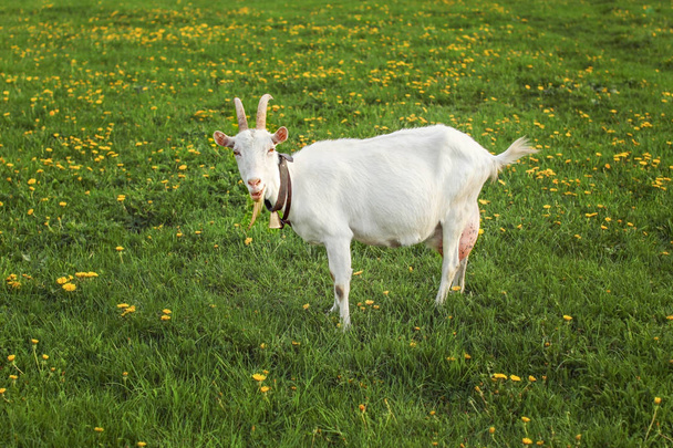 Goat with udders full, looking into camera on spring green meadow with yellow dandelions. - Photo, image