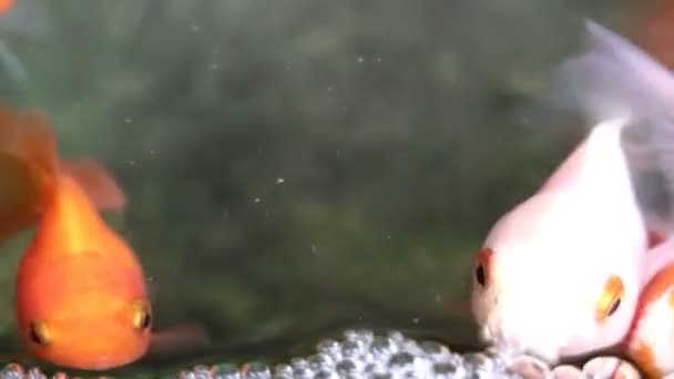 Měkký cílené krásné a roztomilé goldfishes plavat - Záběry, video