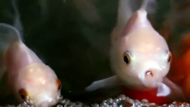 ソフト フォーカス美しくてかわいい金魚が泳ぐ - 映像、動画