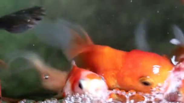 Puha koncentrált szép és aranyos aranyhal úszás - Felvétel, videó