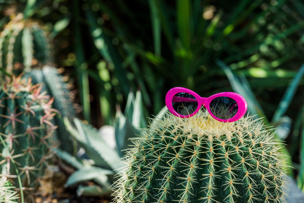 όμορφη πράσινη κάκτο με ροζ γυαλιά ηλίου σε θερμοκήπιο   - Φωτογραφία, εικόνα