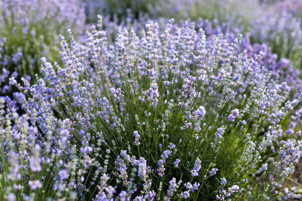 hermosas flores de lavanda violeta en el campo
 - Foto, Imagen