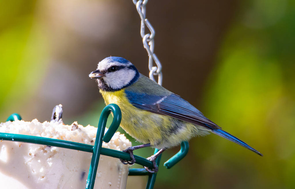 Blue tit bird at a bird feeder filled with fat - 写真・画像