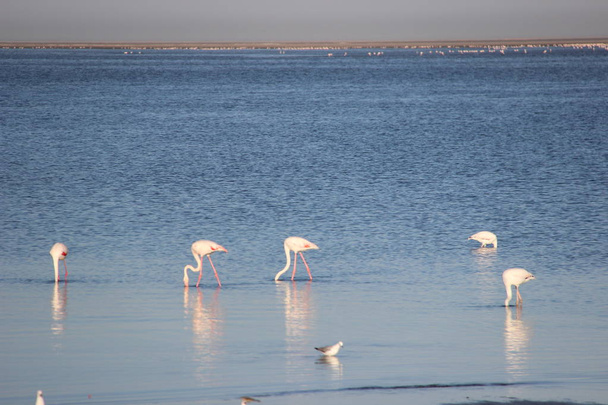 Lagoon, Walvis Bay, Namibia - Zdjęcie, obraz