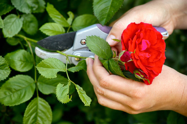 Woman hands with gardening shears cutting red rose of bush. - Foto, Imagen
