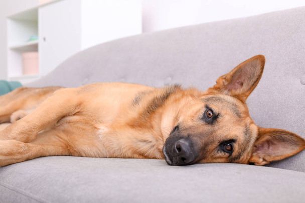 Adorable German shepherd dog resting on sofa indoors - Φωτογραφία, εικόνα
