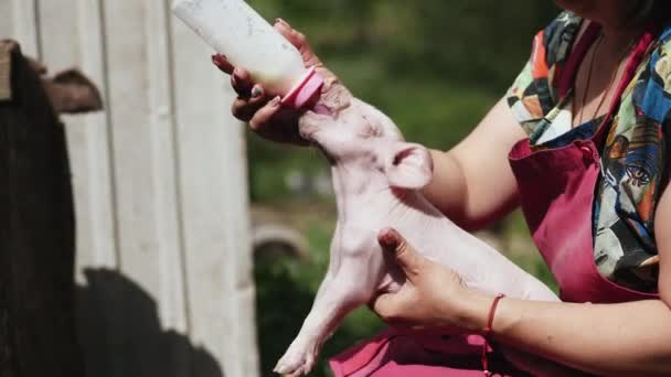 Hand voeding baby varken - Video