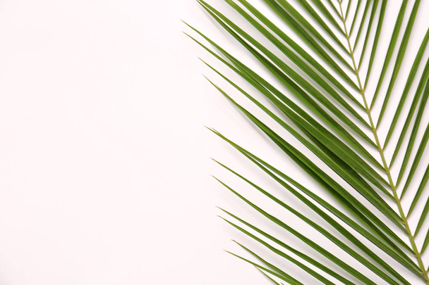 Beautiful tropical leaf on light background, top view - 写真・画像