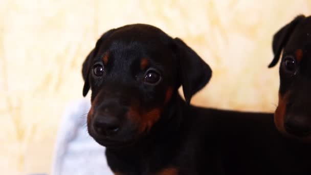 A two beautiful puppies of the doberman breed looks at the camera. - Footage, Video