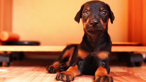 A beautiful puppy of the doberman breed looks at the camera. - Footage, Video
