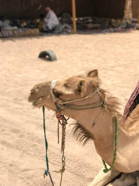 Porträt eines einhörnigen gelben Wüste schönes Kamel im Profil auf dem Sand in Ägypten. - Foto, Bild