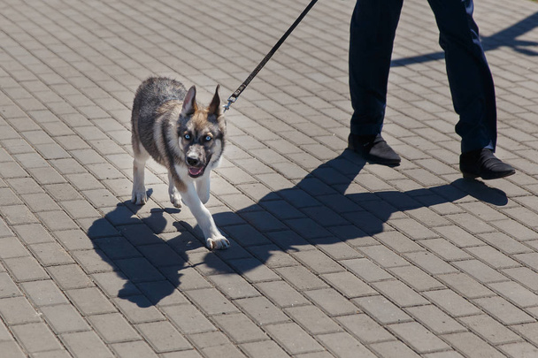 Unidentified man walking with brown husky on leash. - Φωτογραφία, εικόνα