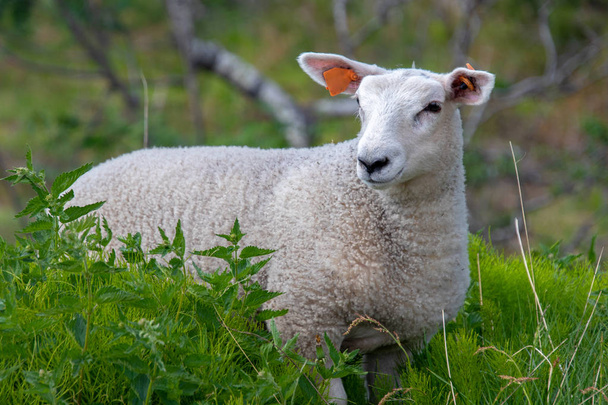 Yksi kotimainen lammas vihreässä ympäristössä
. - Valokuva, kuva