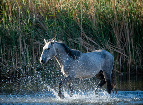 Arizona vad ló fut és fröccsen a víz - Fotó, kép