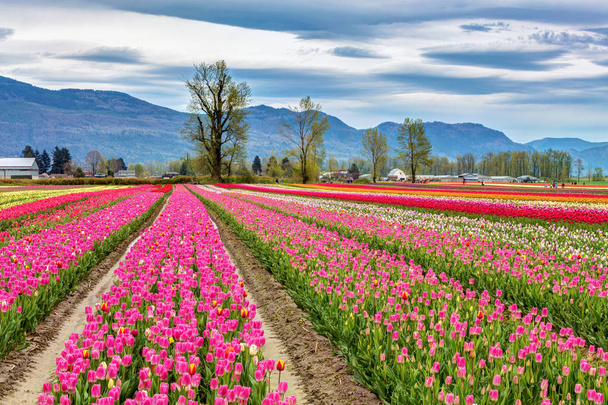 Colorful fields of tulips in Chilliwack,  British Columbia - Photo, Image