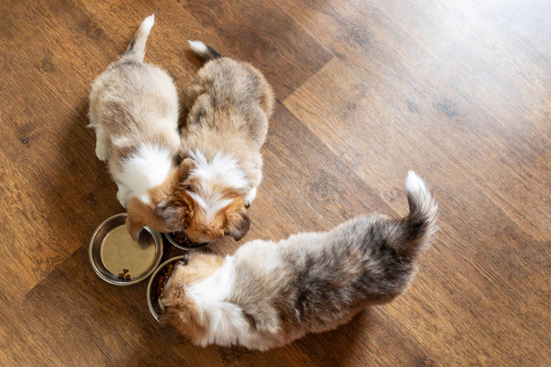 cute puppies eating dry food at home, overhead view - Foto, immagini