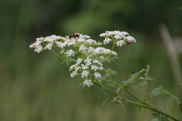 Common Red Soldier Beetle Mating On White Dill Flower - Photo, Image