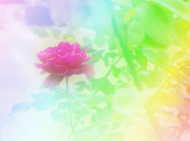 Flower background with garden of beautiful roses, with color filters background. - Photo, Image