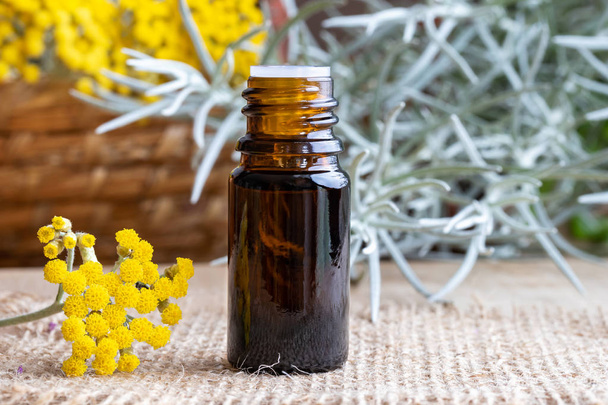 A bottle of essential oil with fresh blooming helichrysum italicum plant - Photo, Image