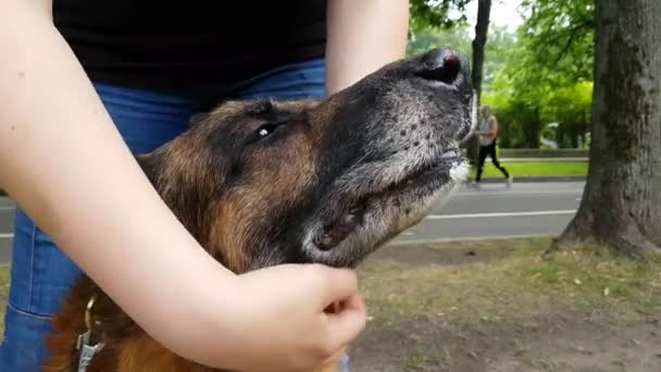 Womens hands screw an old dog - Metraje, vídeo