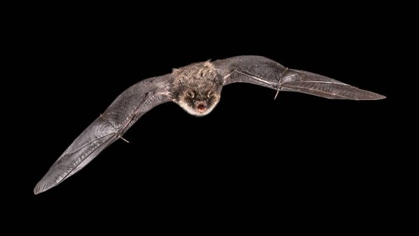isolated Male Natterer's bat (Myotis nattereri) in flight on church attic with distinctive white belly, on grey background - Photo, Image