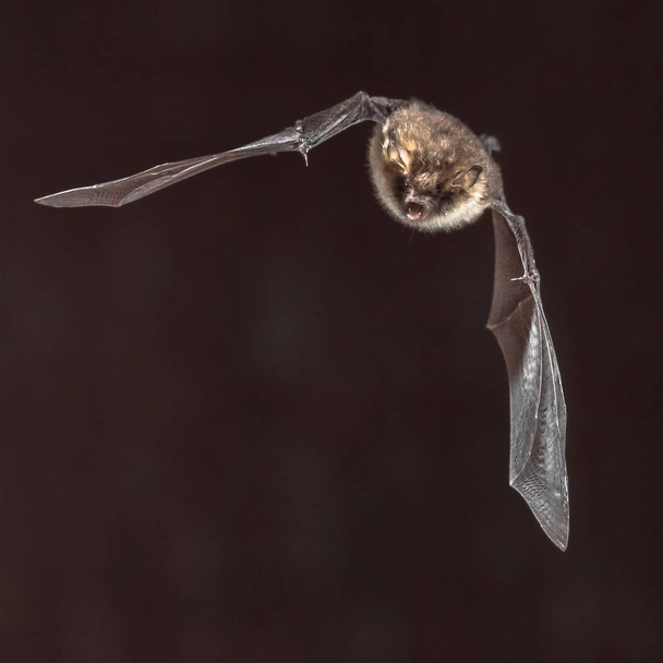 Seltene Natterer-Fledermaus (myotis nattereri) im Flug auf dem Dachboden der Kirche mit markantem weißen Bauch - Foto, Bild