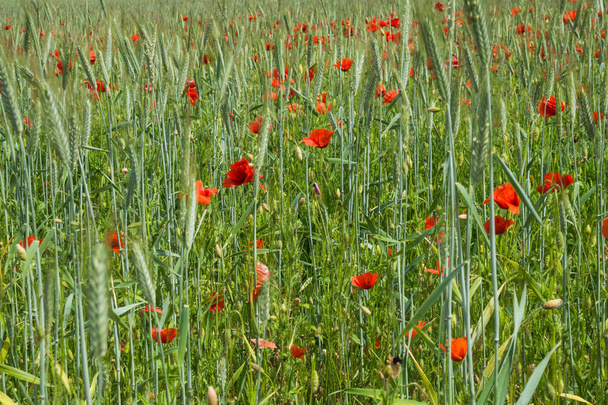Fleurs sauvages de la région de Pskov. Coquelicots et blé sur les champs russes
. - Photo, image