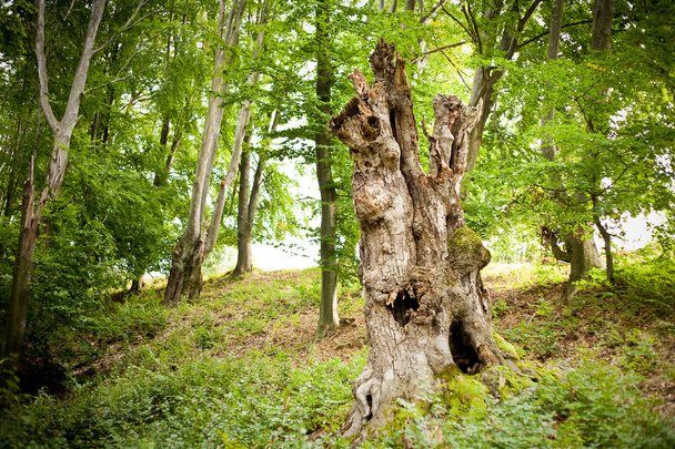 Tree stump - Photo, image