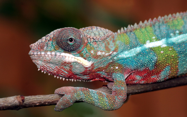 panter chameleon - Fotografie, Obrázek