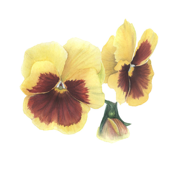 pansies painted in watercolor - Фото, изображение