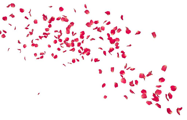A szirmok piros rózsa repülni messze a távolba. Fehér elszigetelt háttér. - Fotó, kép