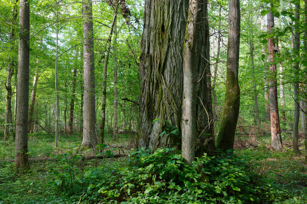 Přirozené smíšené porosty Bělověžského pralesa s staré lípy v popředí, Bělověžského pralesa, Polsko, Evropa - Fotografie, Obrázek