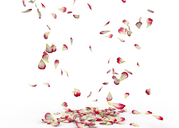 Rose petals fall to the floor. Isolated background - Photo, Image