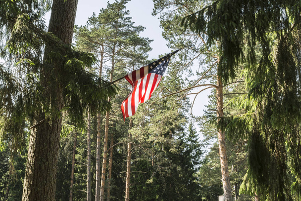 American flag is attached to a tree, the US flag is set in a pine forest, a sunny day with a blue sky - Fotoğraf, Görsel