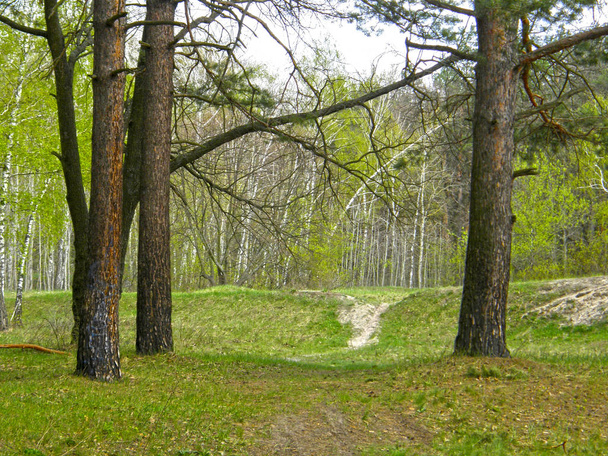 Beautiful path in the spring forest - Valokuva, kuva