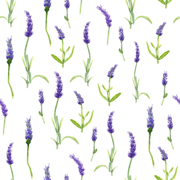 Illustration botanique Fleurs de lavande dans un style aquarelle sur fond blanc. Modèle d'aquarelle sans couture
 - Photo, image