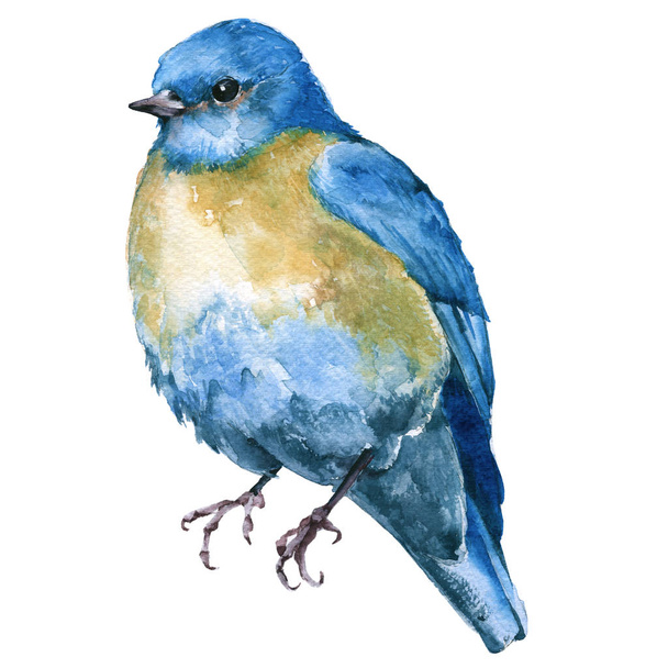 Modrý pták. izolované na bílém pozadí.  - Fotografie, Obrázek