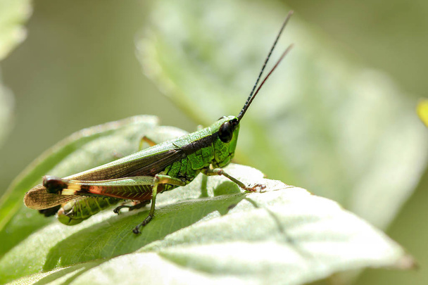 Grasshopper on a green leaf - Photo, Image